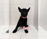 Small #1 Mutt