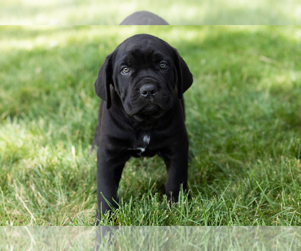 Medium Photo #47 Cane Corso Puppy For Sale in WAKARUSA, IN, USA