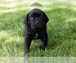Small Photo #47 Cane Corso Puppy For Sale in WAKARUSA, IN, USA