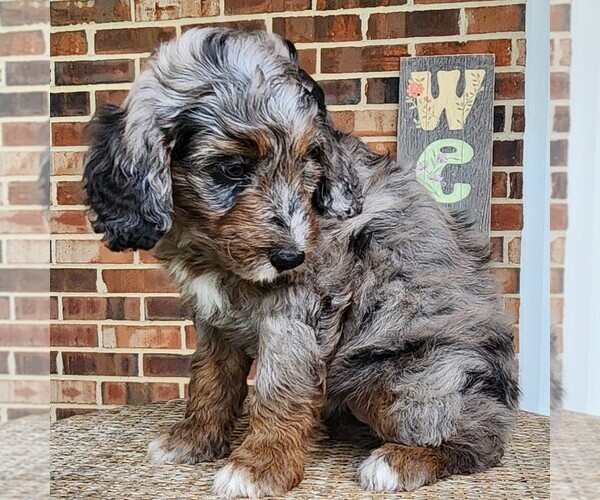 Medium Photo #2 F2 Aussiedoodle Puppy For Sale in COLUMBIA, TN, USA