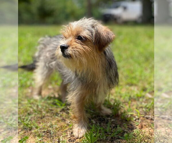 Medium Photo #7 Mutt Puppy For Sale in Pacolet, SC, USA