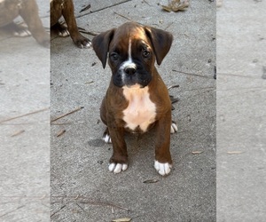 Boxer Puppy for Sale in ABBEVILLE, South Carolina USA