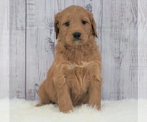 Goldendoodle Puppy for sale in FREDERICKSBG, OH, USA