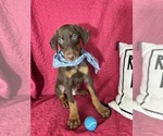 Small #2 Doberman Pinscher