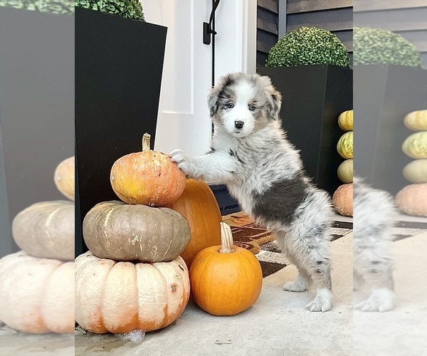 Medium Photo #4 Australian Shepherd Puppy For Sale in LODA, IL, USA