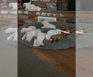 Boxer Puppy for sale in LANCASTER, CA, USA