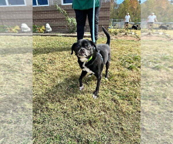 Medium Photo #1 Rat-Cha Puppy For Sale in Columbus, IN, USA