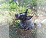 Small Photo #5 Australian Cattle Dog Puppy For Sale in SYLMAR, CA, USA