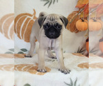 Litter of 3 - Male(s) and Female(s) PugLitter of Puppies for Sale - Photo #3