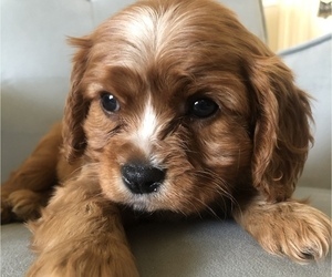 Cavalier King Charles Spaniel Puppy for sale in LAKE PLACID, FL, USA