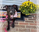 Small Photo #3 American Pit Bull Terrier-Unknown Mix Puppy For Sale in Germantown, OH, USA