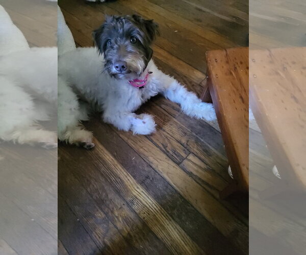 Medium Photo #2 Mutt Puppy For Sale in Tenafly, NJ, USA