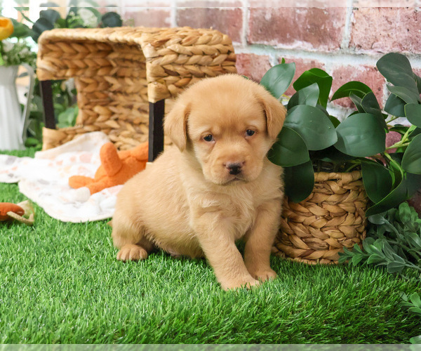 Medium Photo #26 Labrador Retriever Puppy For Sale in SYRACUSE, IN, USA