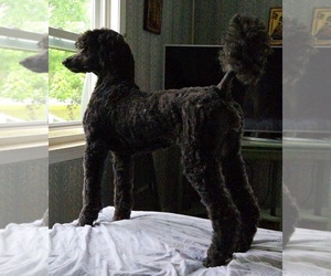 Mother of the Poodle (Standard) puppies born on 09/09/2025