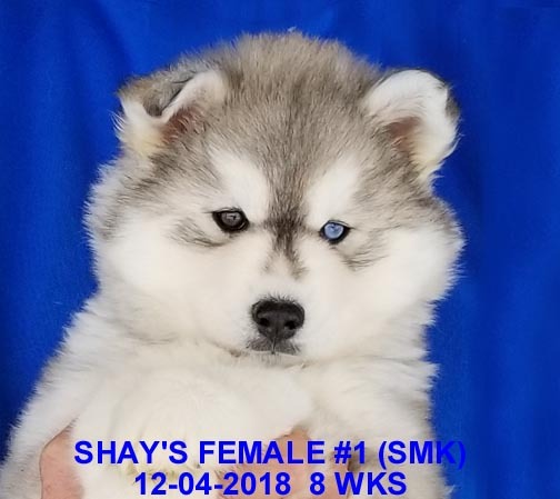 Medium Photo #9 Siberian Husky Puppy For Sale in MANILLA, IA, USA