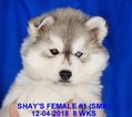 Small Photo #9 Siberian Husky Puppy For Sale in MANILLA, IA, USA