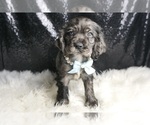 Small Photo #117 Cocker Spaniel Puppy For Sale in WARSAW, IN, USA