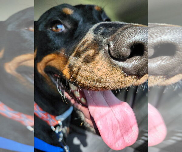 Medium Photo #2 Rotterman Puppy For Sale in Claremore, OK, USA