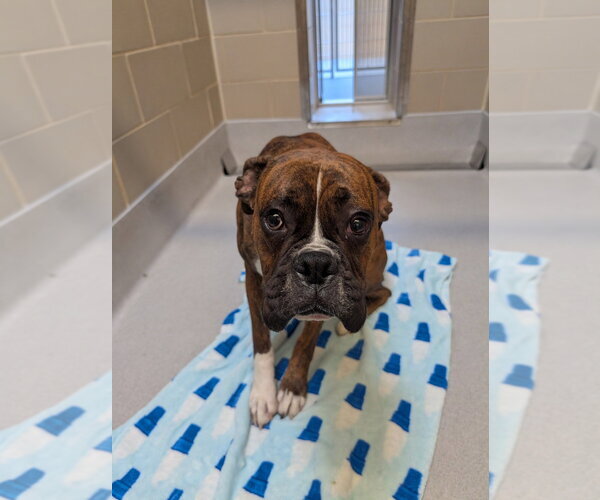 Medium Photo #3 Boxer Puppy For Sale in Austin, TX, USA
