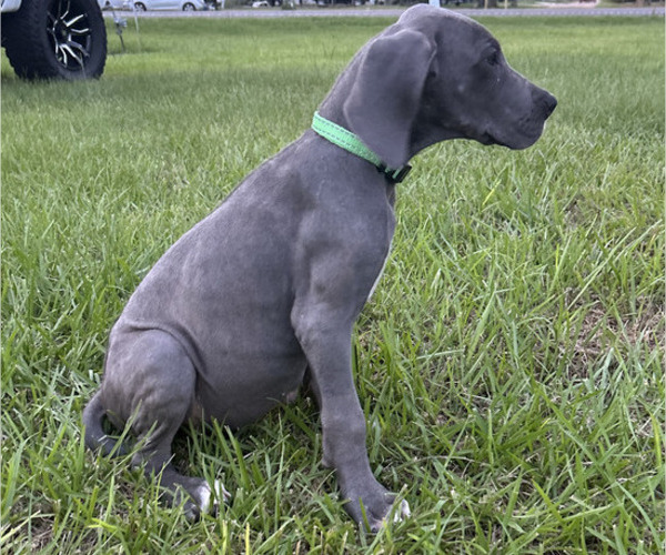Medium Photo #11 Great Dane Puppy For Sale in HAMMOND, LA, USA