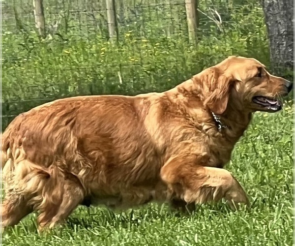 Medium Photo #1 Golden Retriever Puppy For Sale in NEOLA, WV, USA