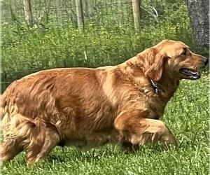 Mother of the Golden Retriever puppies born on 04/24/2026