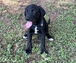 Puppy Blue Collar Lab-Pointer