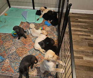 Labrador Retriever Puppy for sale in CHATHAM, IL, USA