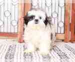 Small #1 Shih Tzu
