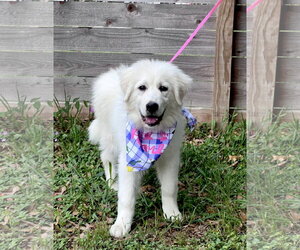 Great Pyrenees Dogs for adoption in Spring, TX, USA