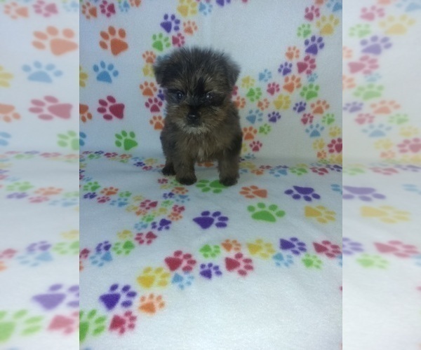 Medium Photo #3 Yorkshire Terrier Puppy For Sale in LAPEER, MI, USA