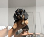 Small #3 Dachshund