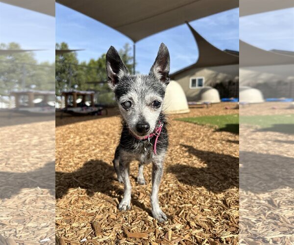 Medium Photo #1 Chihuahua Puppy For Sale in  Ramona, CA, USA