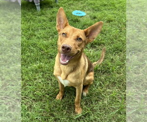 Mutt Dogs for adoption in Evansville, IN, USA