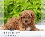 Small #2 Cavapoo