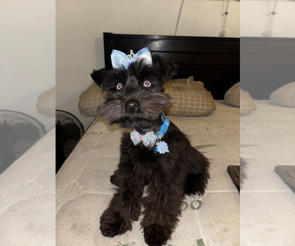 Medium Photo #1 Schnauzer (Miniature) Puppy For Sale in LONG BEACH, CA, USA