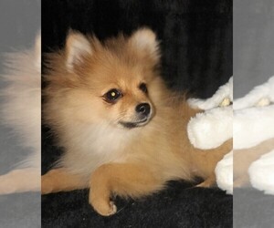 Pomeranian Puppy for sale in WOODSBORO, TX, USA