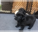 Small Photo #7 Labrador Retriever Puppy For Sale in DEWITT, VA, USA
