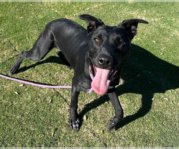 Medium Photo #1 Australian Shepherd-Unknown Mix Puppy For Sale in Redlands, CA, USA