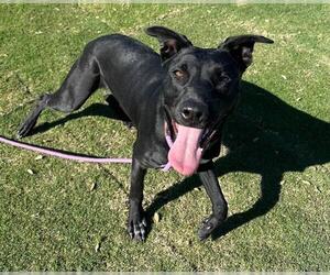 Australian Shepherd-Unknown Mix Dogs for adoption in Redlands, CA, USA