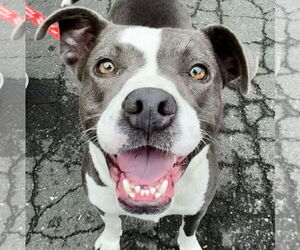 Mutt Dogs for adoption in Canton, CT, USA