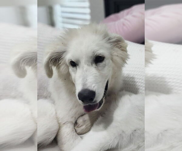 Medium Photo #12 Great Pyredane Puppy For Sale in Spring, TX, USA