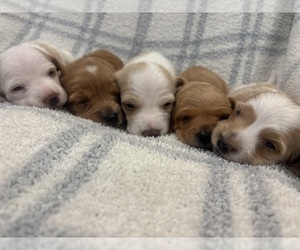 Dachshund Puppy for sale in DELTONA, FL, USA