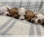 Image preview for Ad Listing. Nickname: Litter of 5