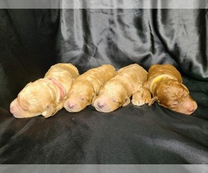 Goldendoodle Puppy for sale in GAGES LAKE, IL, USA