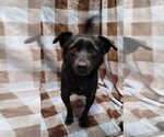 Small Photo #2 Rat Terrier-Spaniel Mix Puppy For Sale in Mukwonago, WI, USA