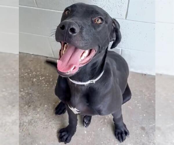 Medium Photo #2 Labrador Retriever Puppy For Sale in Houston, TX, USA