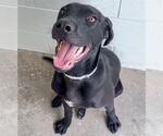 Small #1 Labrador Retriever