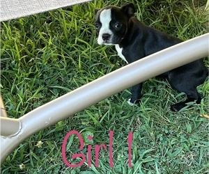 Boston Terrier Puppy for sale in SPRINGFIELD, MA, USA