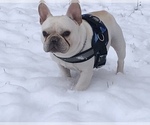 Small Photo #5 French Bulldog Puppy For Sale in HUDSONVILLE, MI, USA